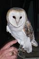 Owl Talk